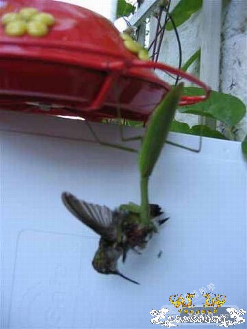 螳螂捕蝉，黄雀在后，但前提是....