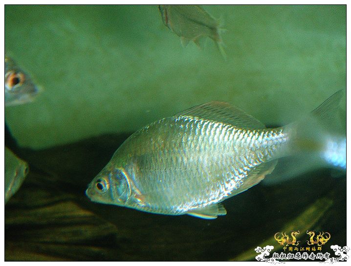 浙江产斜方SP~~各位及鸟总M大过目