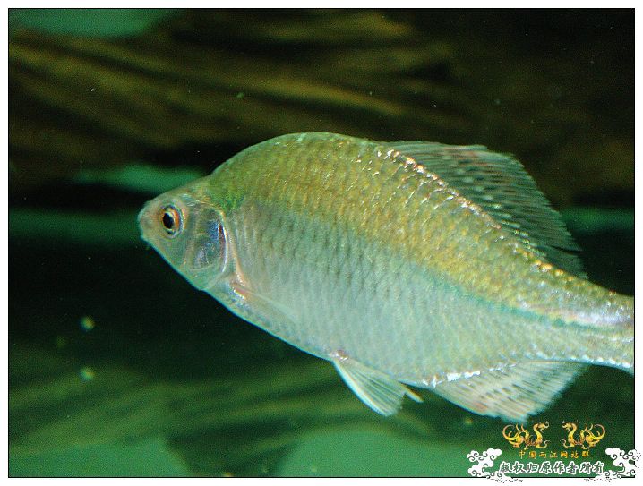 浙江产斜方SP~~各位及鸟总M大过目