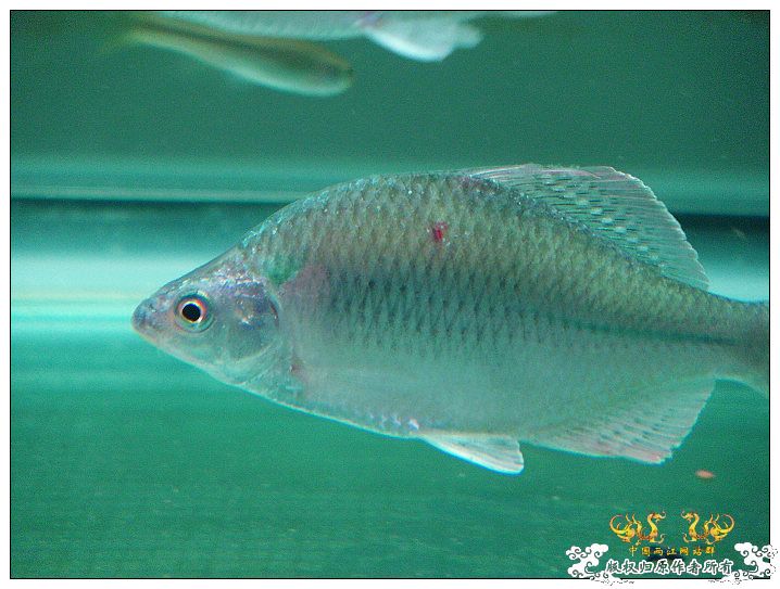 浙江产斜方SP~~各位及鸟总M大过目
