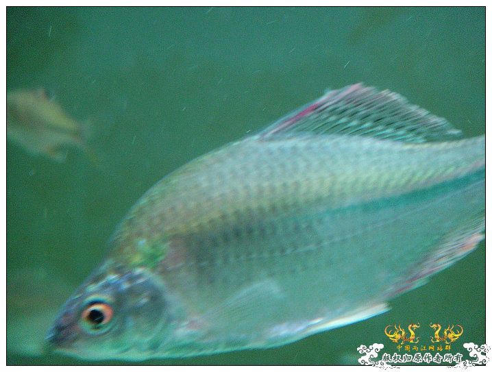 浙江产斜方SP~~各位及鸟总M大过目