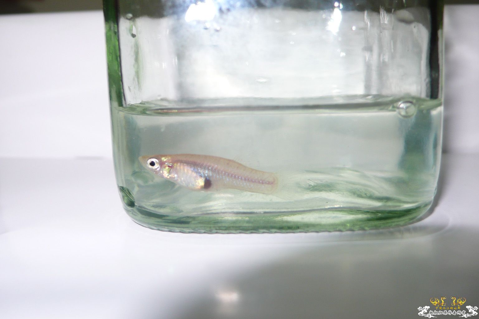 [原创]是食蚊鱼没错吧?