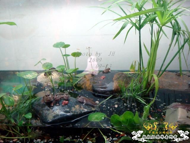 [原创]再拍半水缸