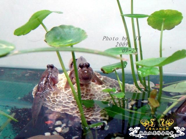 [原创]再拍半水缸