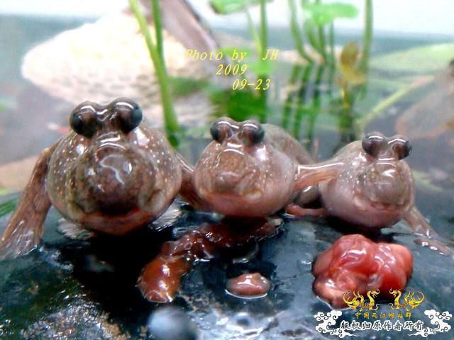 [原创]再拍半水缸