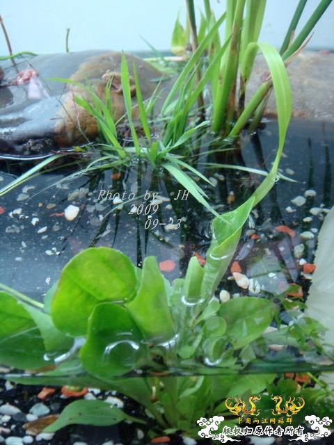 [原创]再拍半水缸