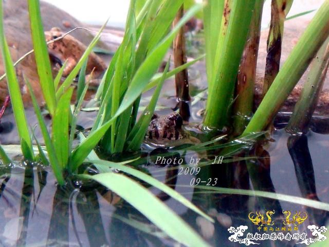 [原创]再拍半水缸