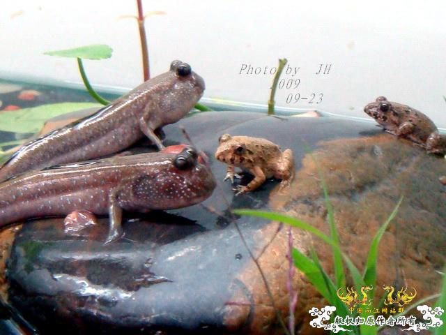 [原创]再拍半水缸