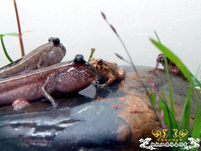 [原创]再拍半水缸