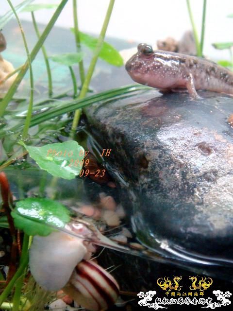 [原创]再拍半水缸