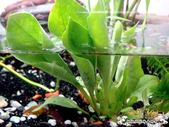 [原创]再拍半水缸