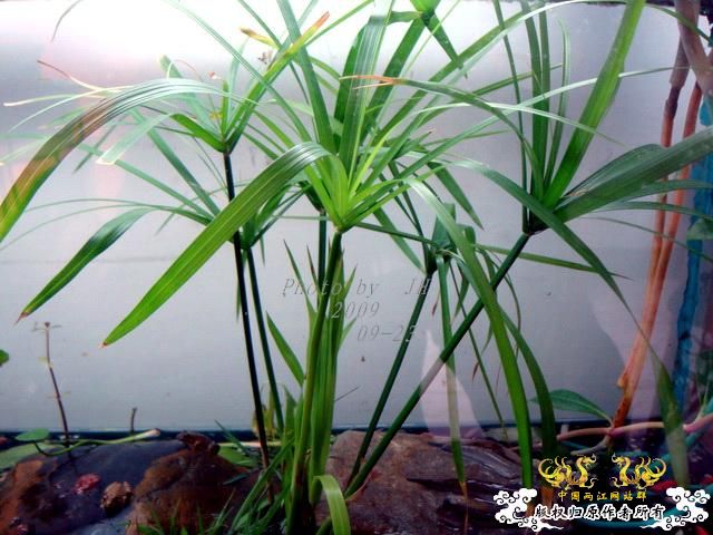 [原创]再拍半水缸