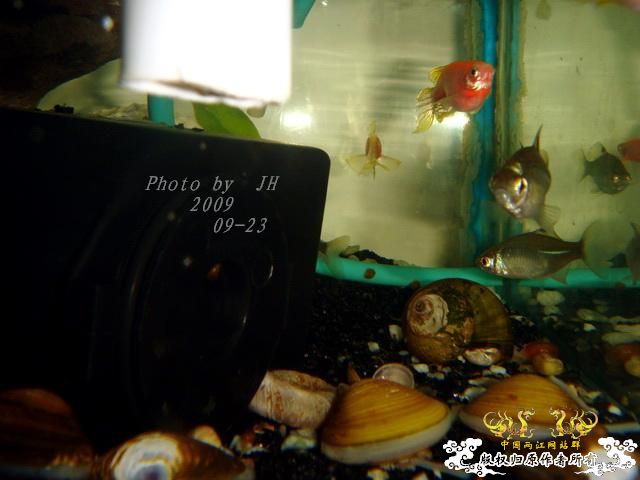 [原创]再拍半水缸