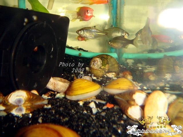 [原创]再拍半水缸