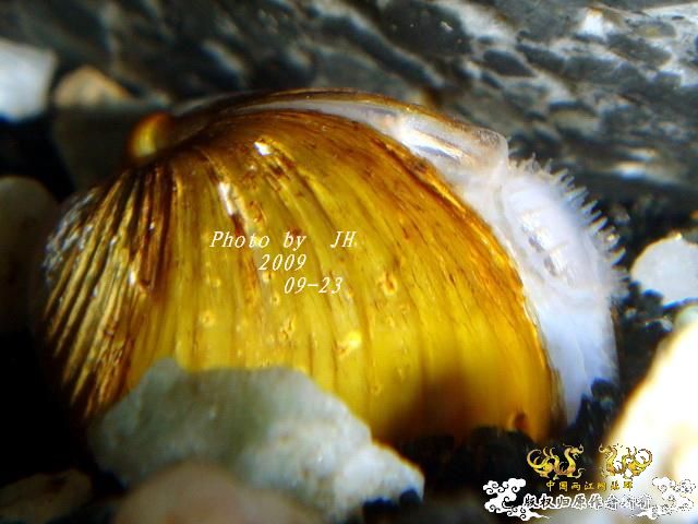 [原创]再拍半水缸