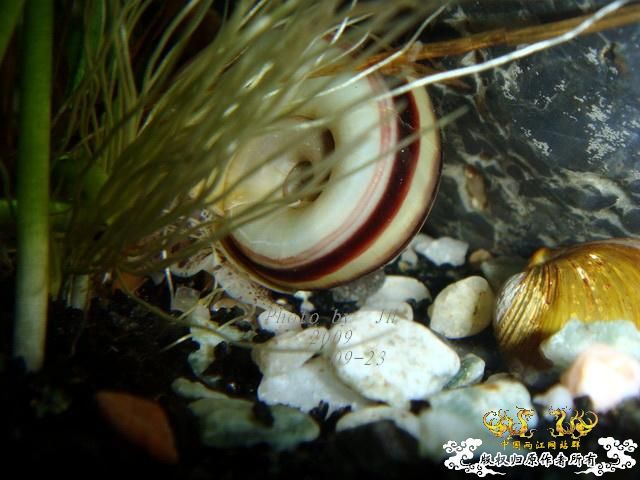 [原创]再拍半水缸