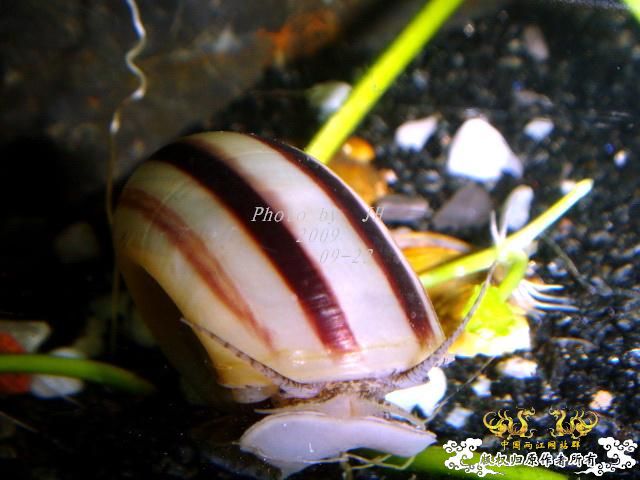 [原创]再拍半水缸