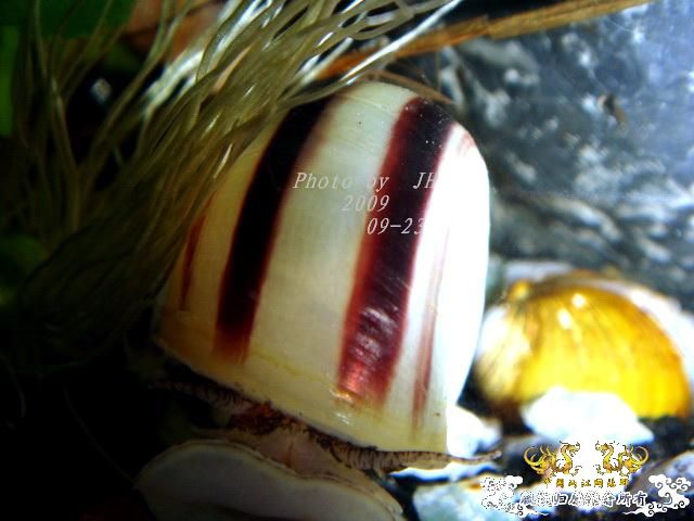 [原创]再拍半水缸