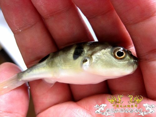 地产の暗纹东方