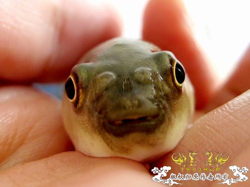 地产の暗纹东方