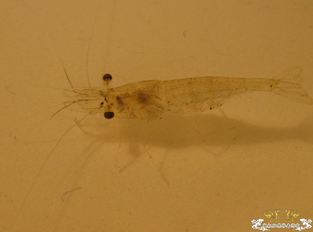 请教！这是大和沼虾吗？