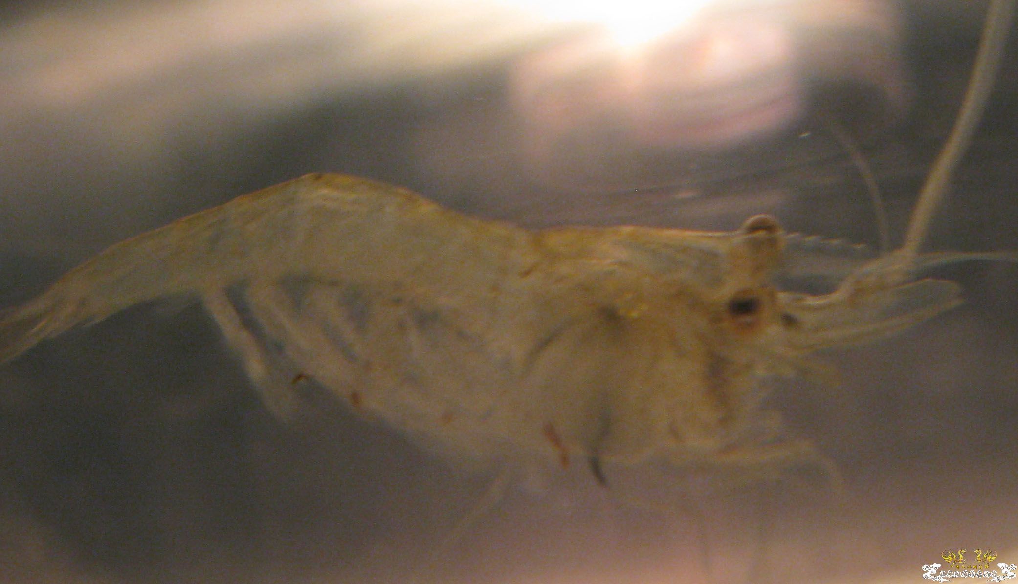 请教！这是大和沼虾吗？