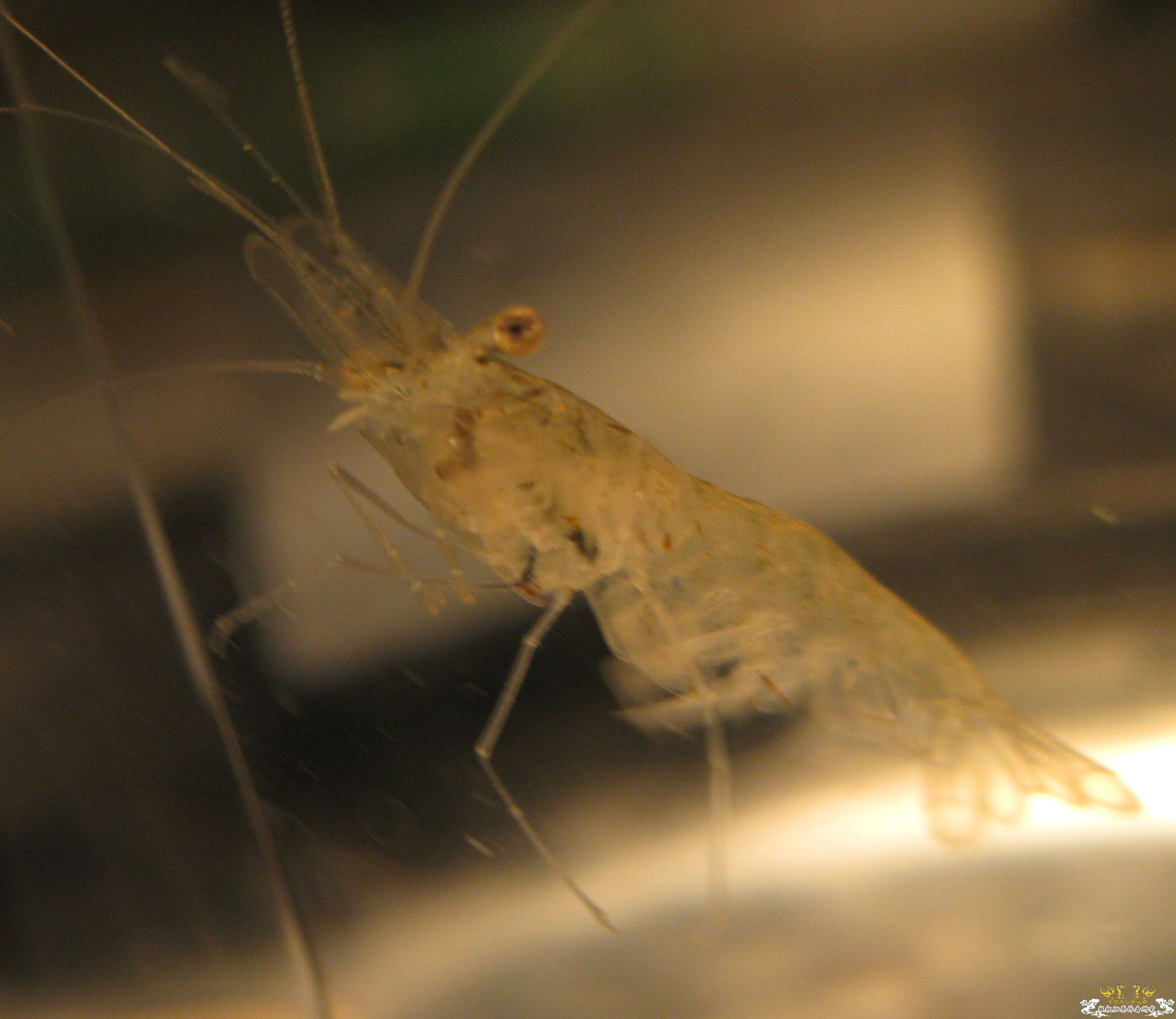 请教！这是大和沼虾吗？