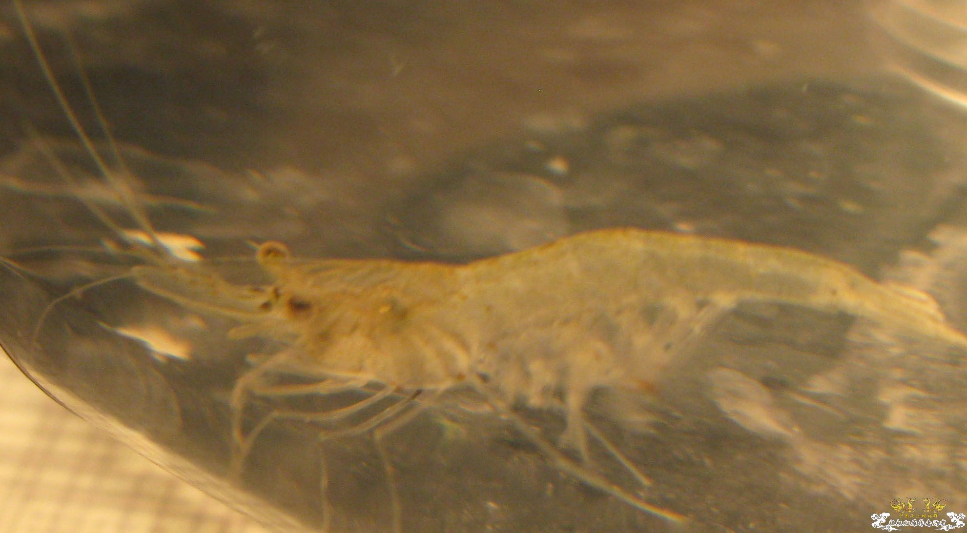 请教！这是大和沼虾吗？