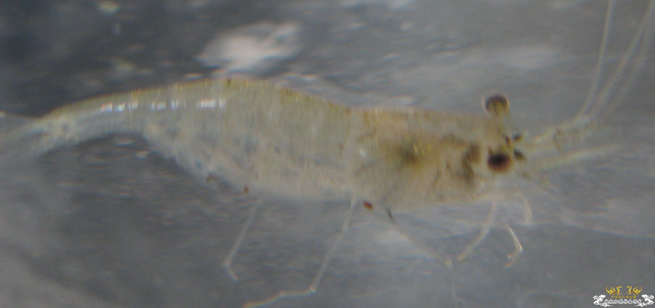 请教！这是大和沼虾吗？