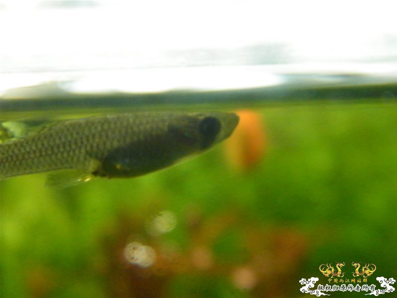 [求助]20090926野采的鱼虾，帮忙认认！