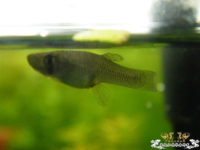 [求助]20090926野采的鱼虾，帮忙认认！