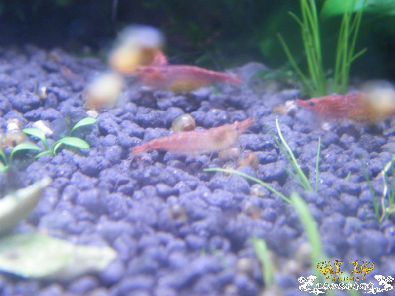 [求助]20090926野采的鱼虾，帮忙认认！