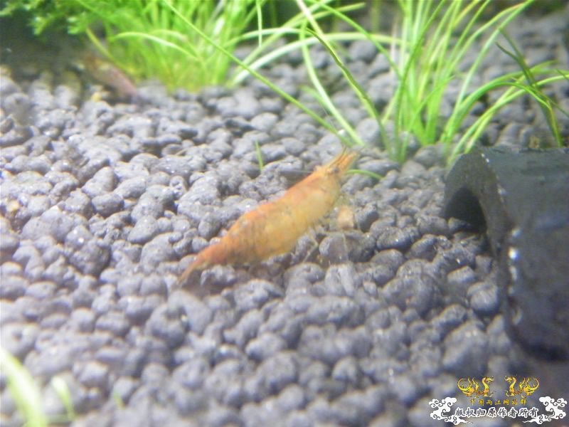 [求助]20090926野采的鱼虾，帮忙认认！