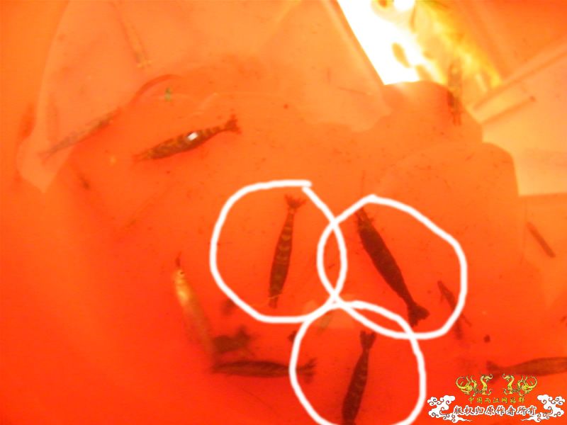 [求助]20090926野采的鱼虾，帮忙认认！