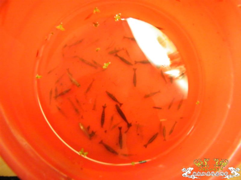 [求助]20090926野采的鱼虾，帮忙认认！