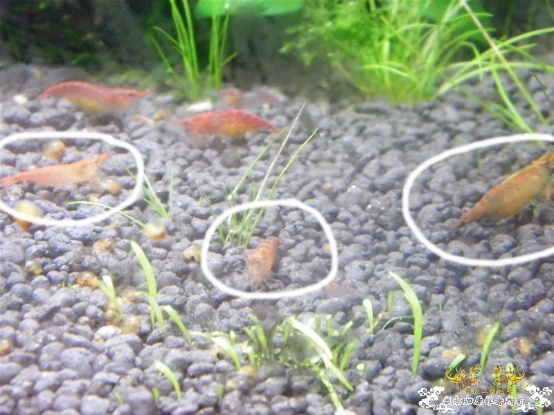 [求助]20090926野采的鱼虾，帮忙认认！