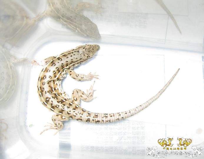 黑龙江草蜥