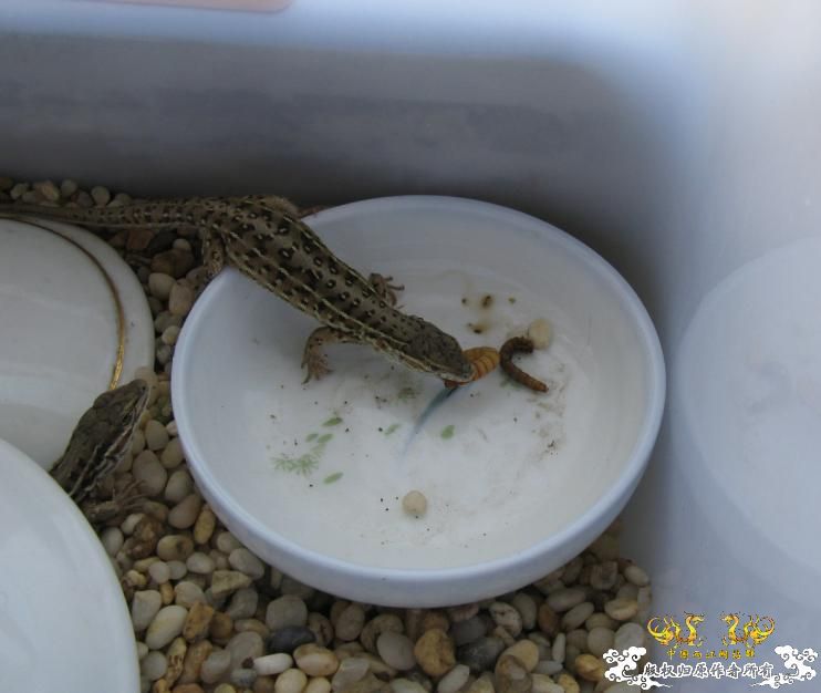 黑龙江草蜥