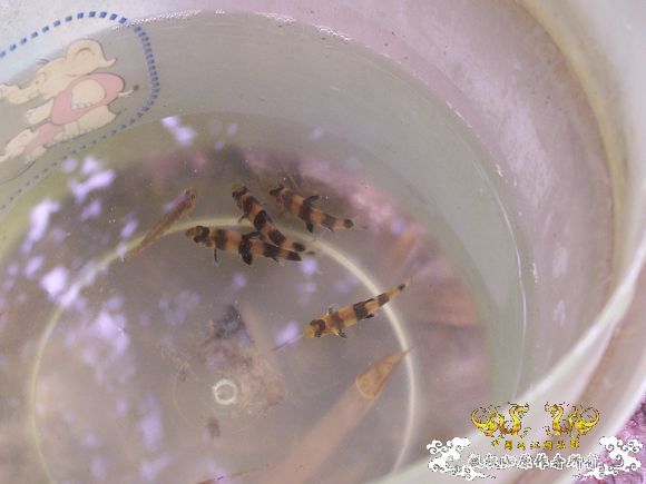 杭州植物园的鱼，什麽种？