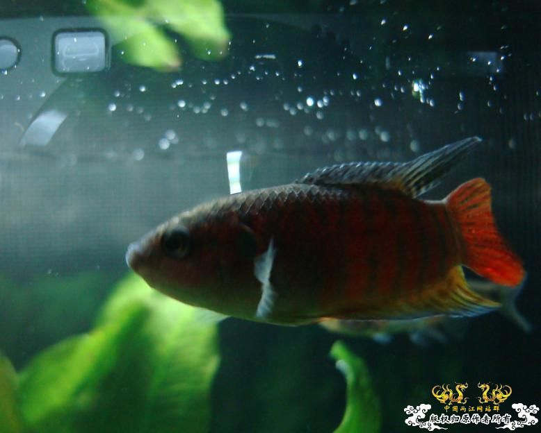 今天在花市淘的,感觉很有潜质....