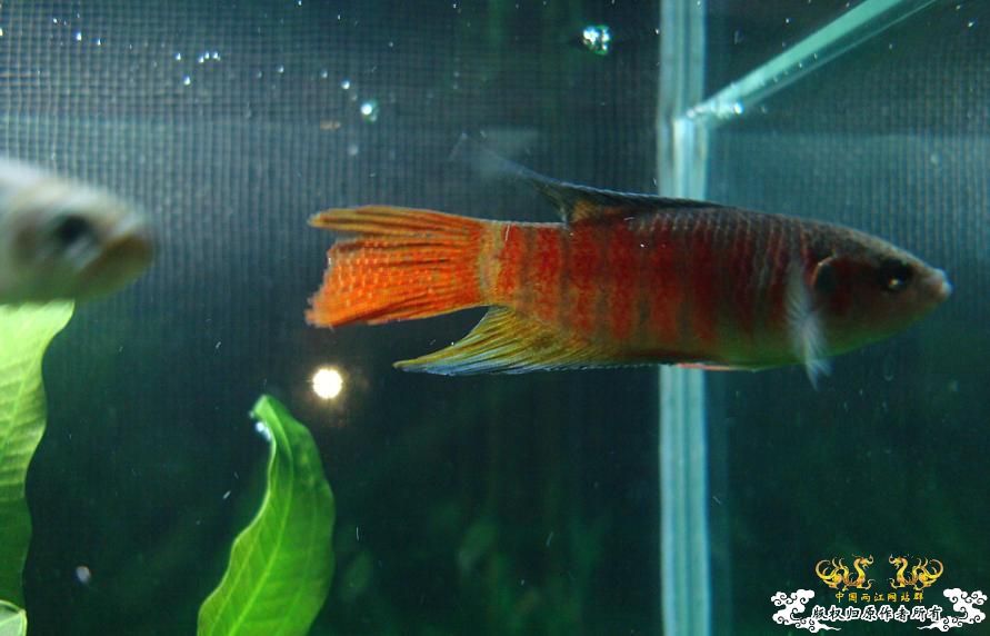 今天在花市淘的,感觉很有潜质....