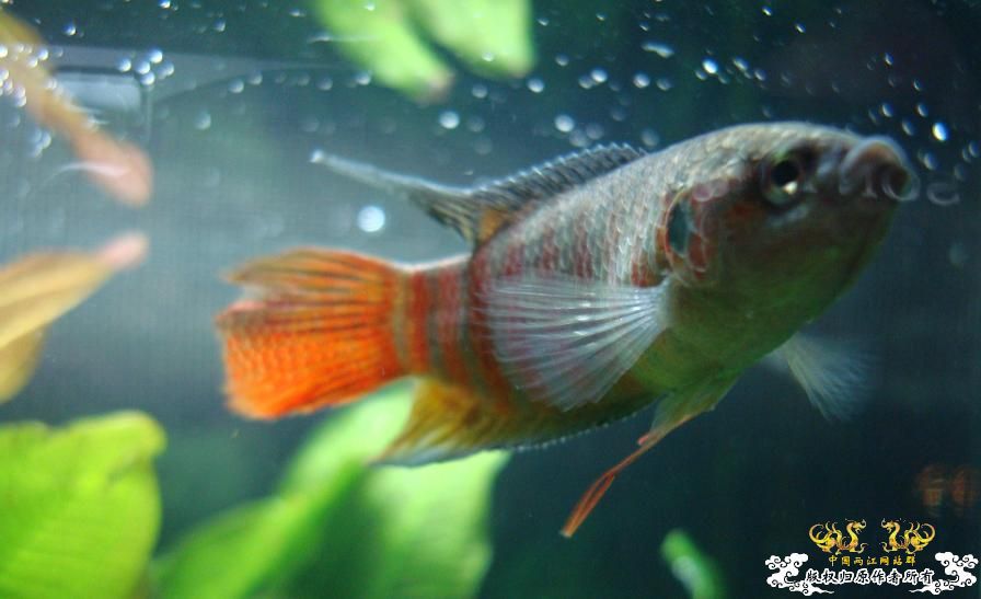 今天在花市淘的,感觉很有潜质....