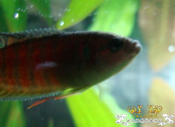 今天在花市淘的,感觉很有潜质....