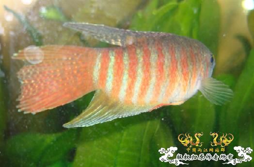 今天在花市淘的,感觉很有潜质....