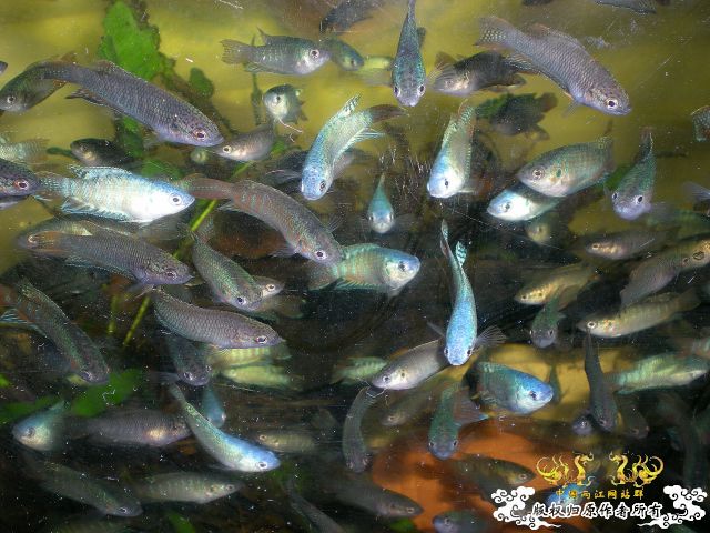 还是那堆鱼