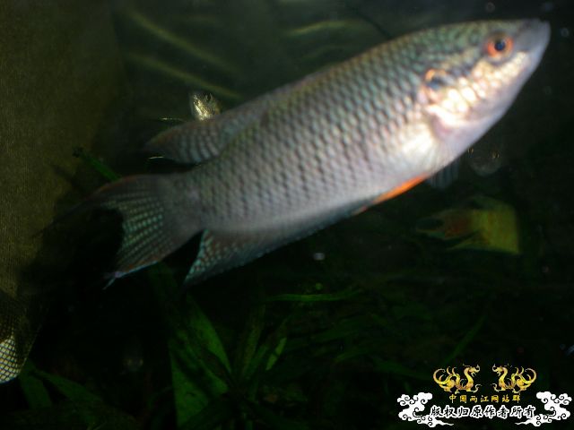 黑普杂（表现一般）