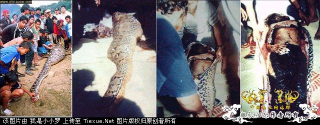 巨蛇吞人,恐怖!