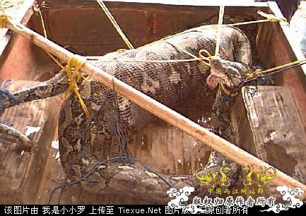 巨蛇吞人,恐怖!