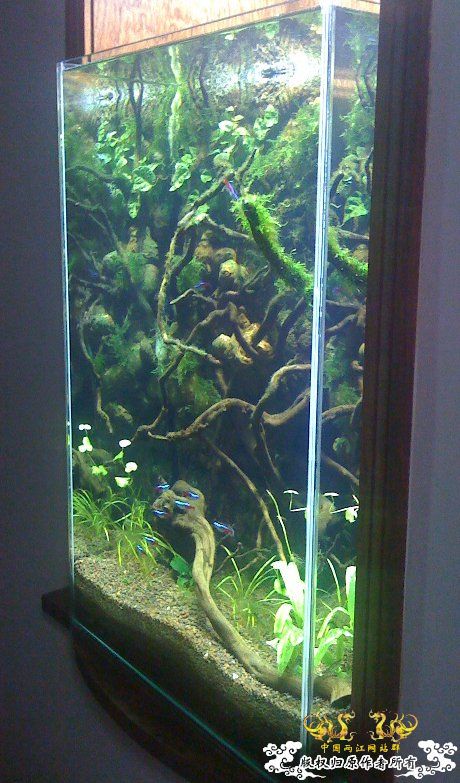 帮朋友搞的小型生态缸 帮朋友搞的小型生态缸