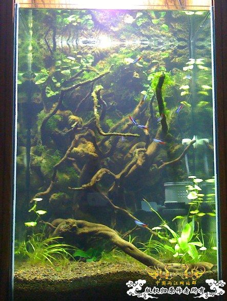 帮朋友搞的小型生态缸 帮朋友搞的小型生态缸